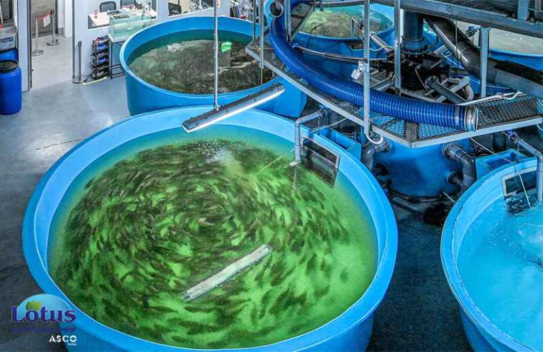 ازن در آبزی پروری