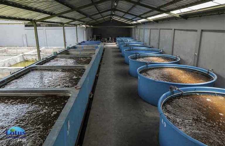 استفاده از ازن در استخرهای پرورش آبزیان.jpg